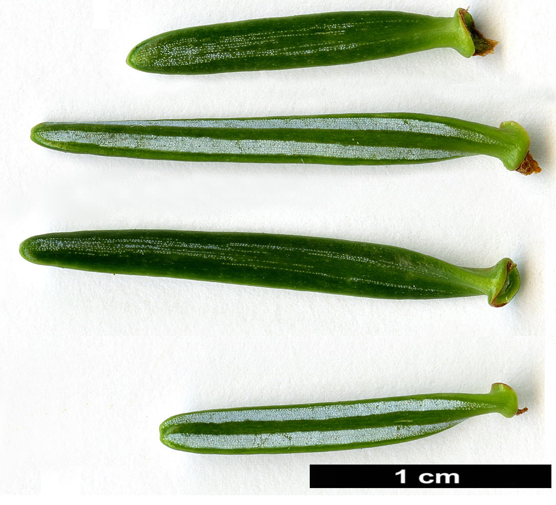 High resolution image: Family: Pinaceae - Genus: Abies - Taxon: ×insignis (A.nordmanniana × A.pinsapo)